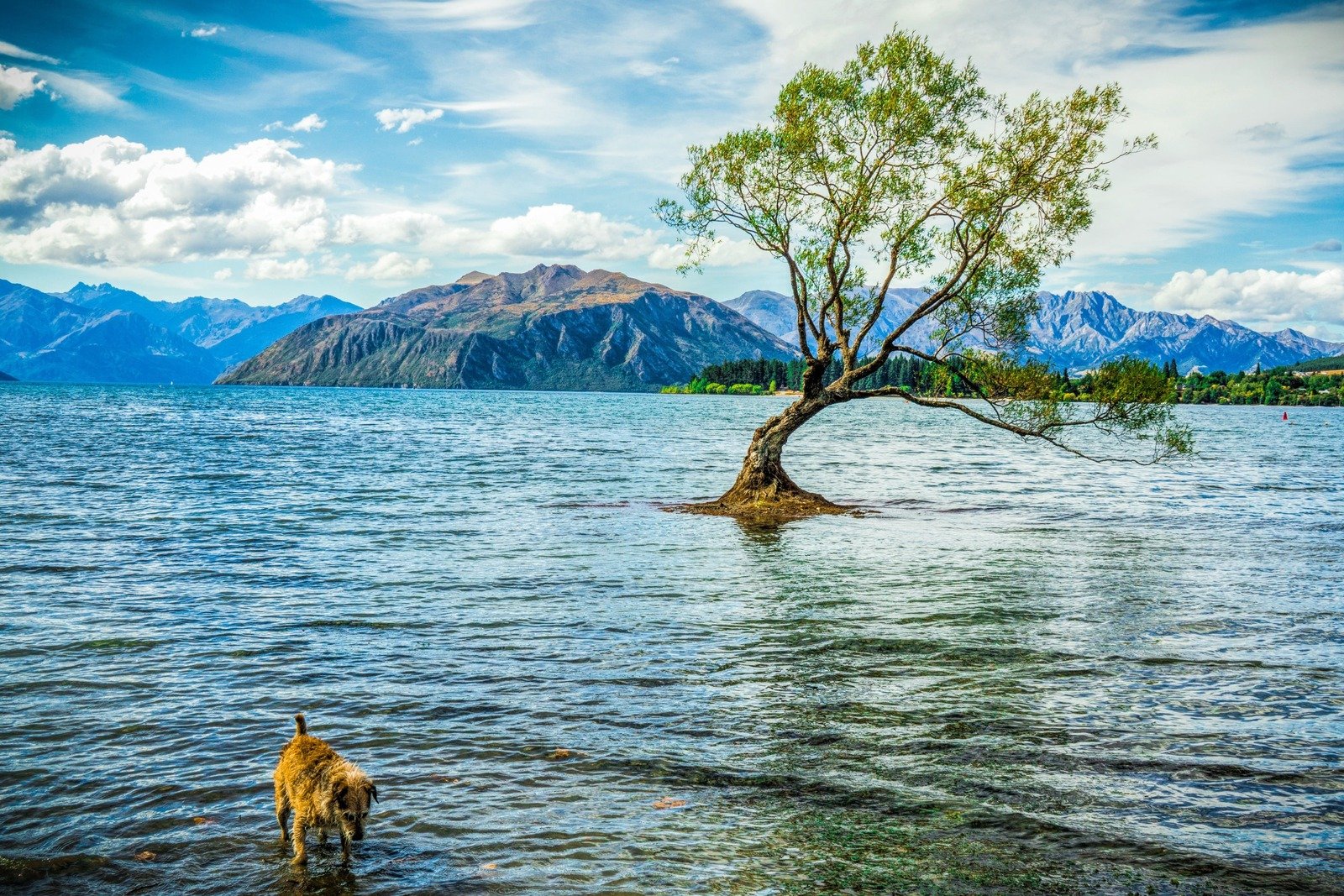 <span>Day 4</span>Queenstown to Lake Wanaka